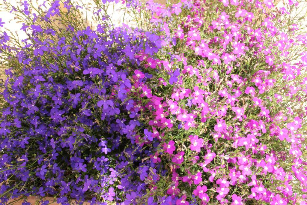 Bed and Breakfast Fiori E Limoni Quartucciu Exteriér fotografie